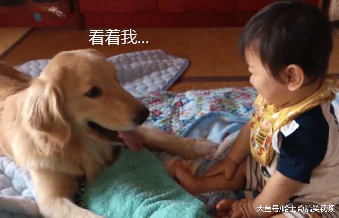 金毛带孩子有“绝活”，能快速逗宝宝开心，比亲妈还上心呢