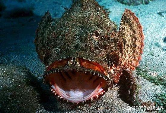 身懷劇毒還善于偽裝，石頭魚秘密武器讓人疼的想死