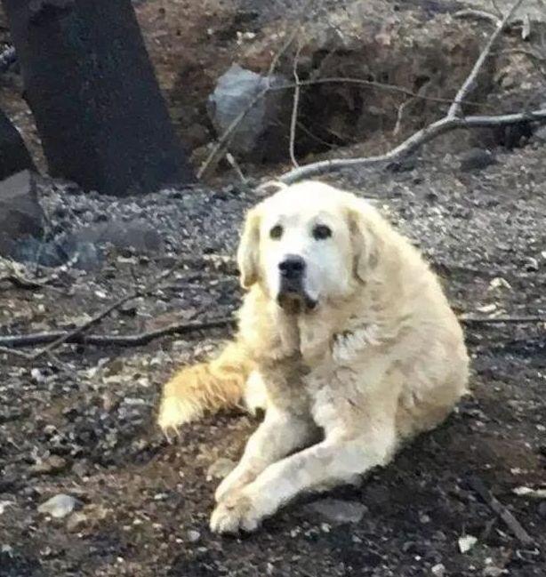 狗狗勇救主人咬死眼睛蛇, 几分钟后它却笑着倒下了.....