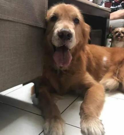 金毛最后一次奔跑，卻在上樓后倒下了……