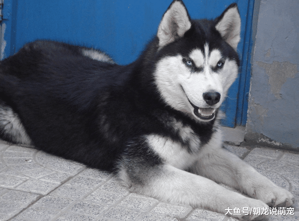 狗狗咬死邻居家母鸡，主人报警讨回公道，不料二哈到警局却是这待遇