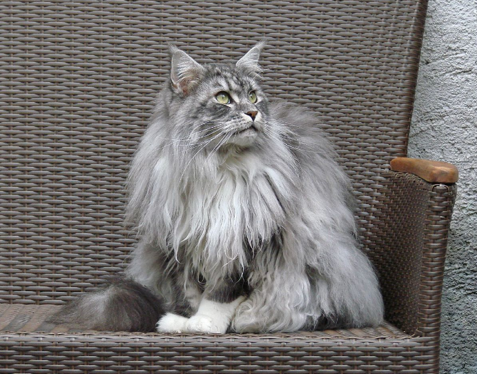 养猫界一向以“大橘为重”，不过与缅因猫一比，明显输了！