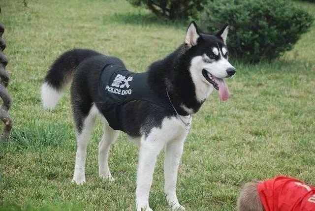 谁说哈士奇不能成为警犬的？在寒冷天气下，二哈才是合格军犬！