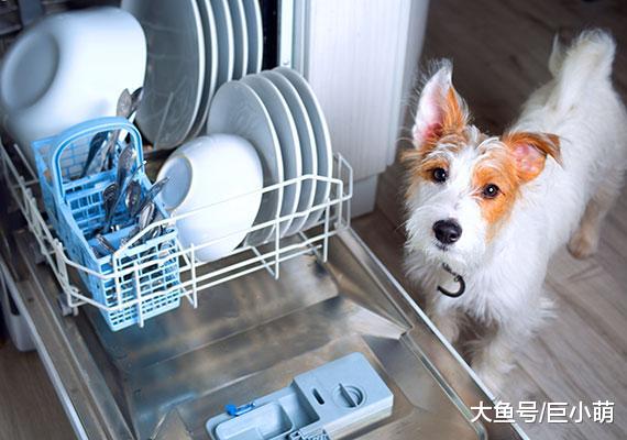 来自狗狗的拷问：主人，你的饭碗每天吃完都洗，我的饭盆洗了吗？