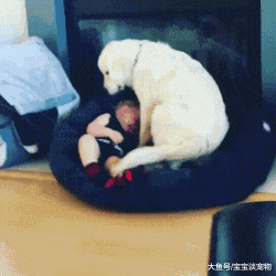 狗狗和孩子相处的画面……这大概就是天使遇上天使吧！