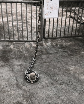 门口写着“内有狼犬”，看到狗狗后笑了，网友：这铁链子比狗还大！