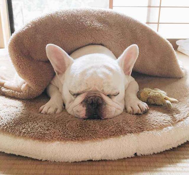 法国斗牛犬那么可爱却很少人养，除了价格太高，这五个缺点是关键