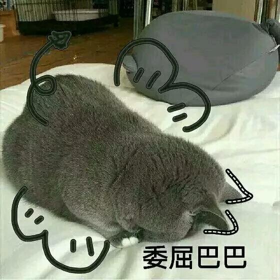 萌宠表情包，都不忍心斗图了