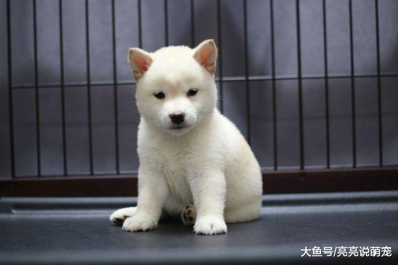 柴犬被关在笼子里不开心，主人一个动作把它给逗笑了