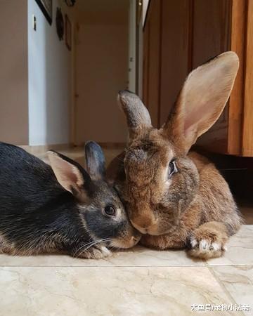 侏儒兔愛上大自己5倍的巨型兔，畫面甜到爆，網友：像極了愛情！