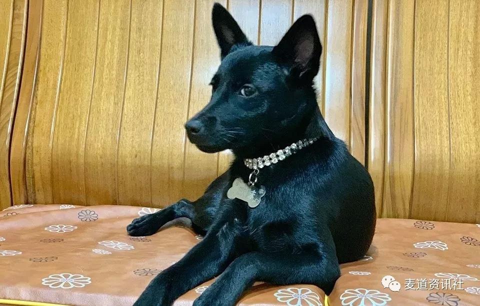 狗狗趴在沙发上，乍一看还以为只剩头了，吓出一身冷汗