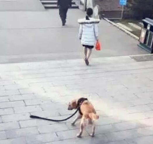 这才是真的“佛系遛狗”，汪表示心好累：这届铲屎官真难带！