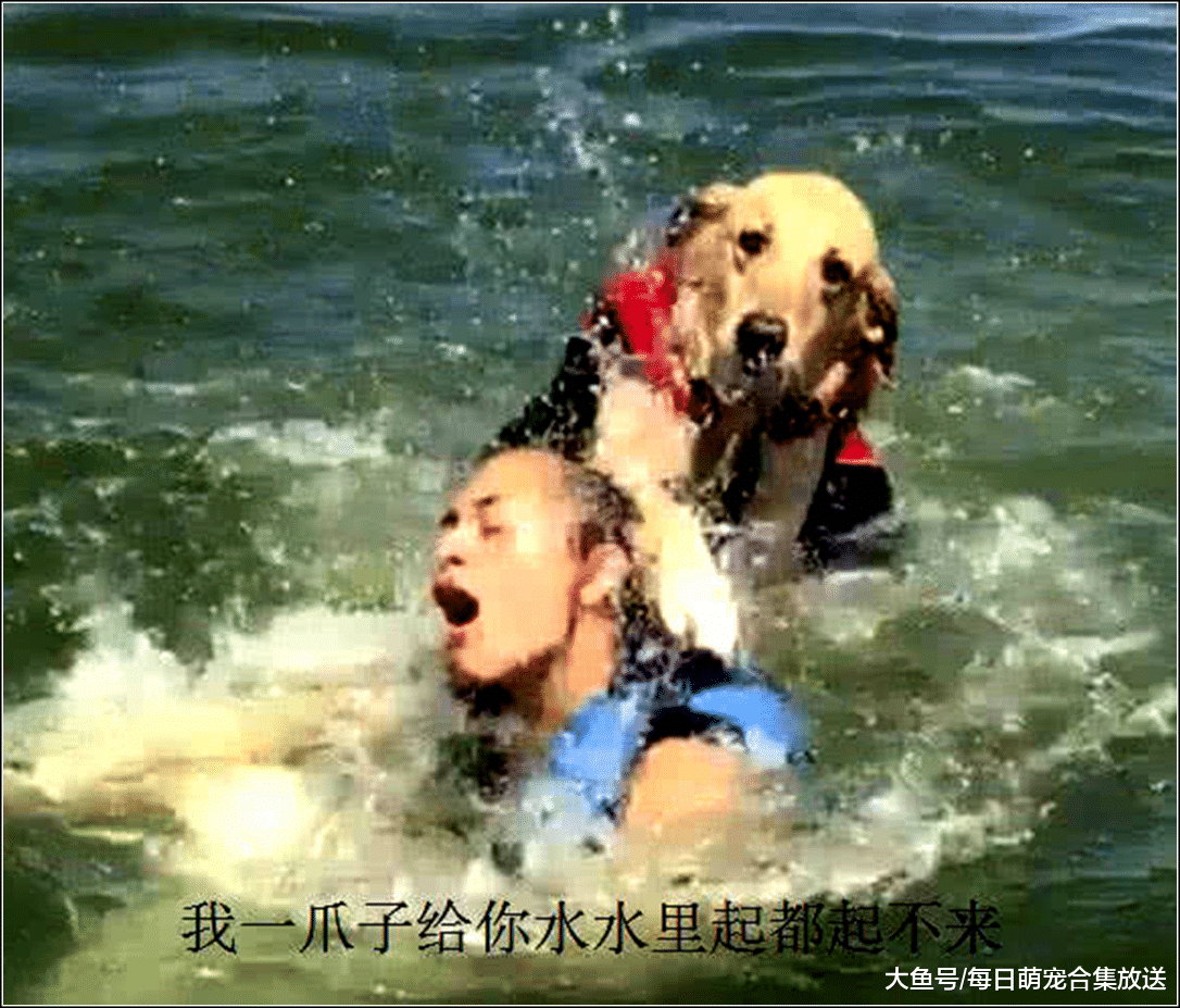 男主假装溺水，本以为金毛会救自己，结果悔的肠子都青了