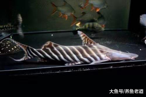 下列这些疾病某些观赏鱼轻易不会患上，我们可以放心来饲养