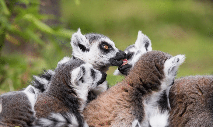 7必备动物园摄影技巧, 带你的相机到动物园进行一些特写动物摄影