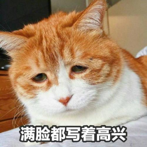 我不吃我不喝，我很疼，猫奴怎样才能识别猫咪的疼痛呢