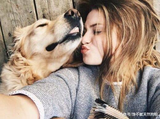 同样是狗，为什么金毛就被称为“暖男”呢？原因有7点