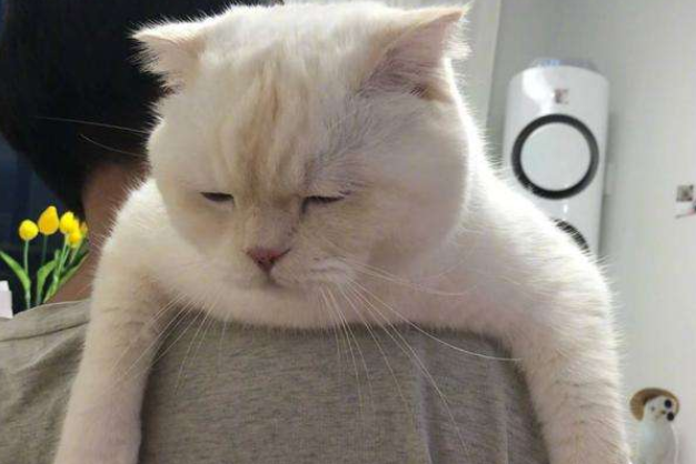 猫咪忽然食欲不振代表了什么呢，宠物主人应该怎么解决这个问题，让猫咪的食欲好起来？