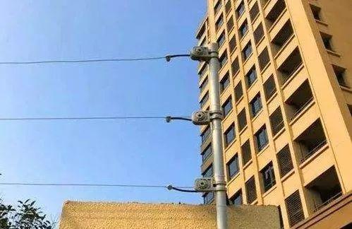 流浪，并不是狗狗想要的归宿