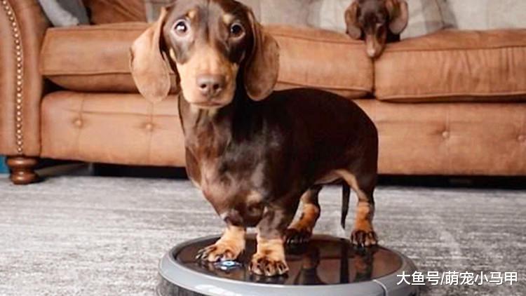 这些智能科技的养宠方式, 更加的省心便利