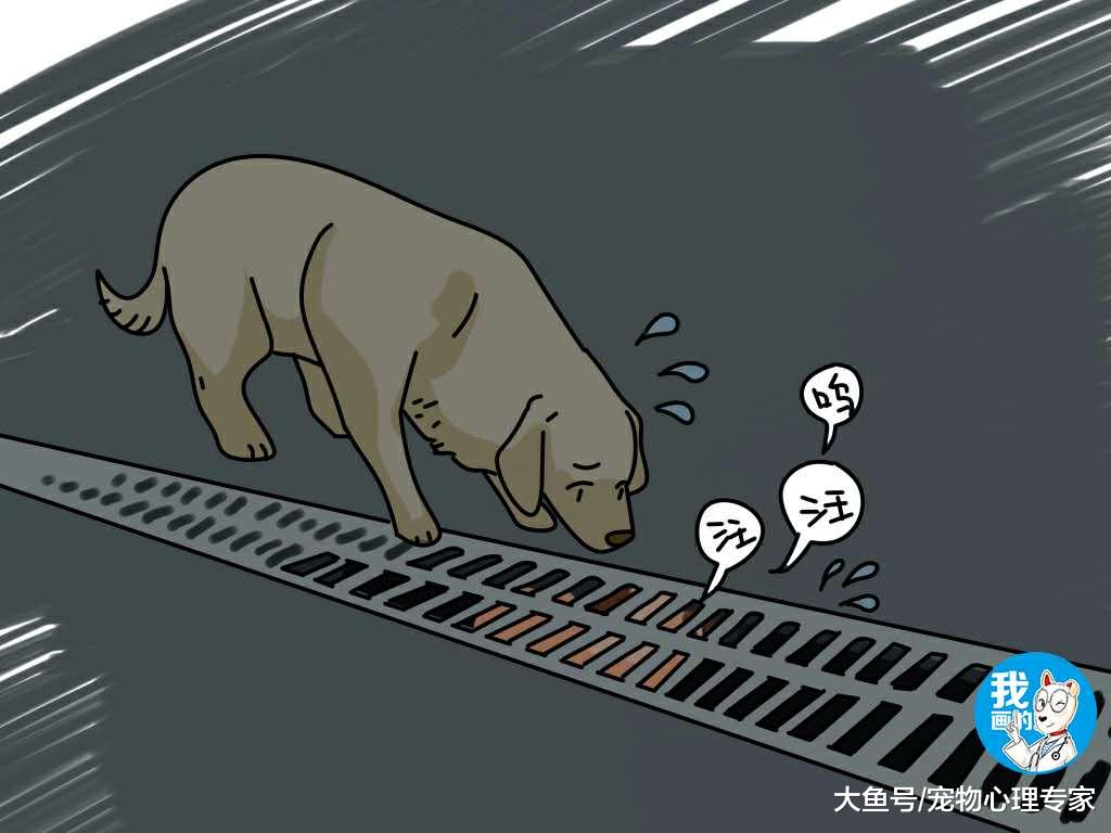 金毛在下水道口不肯走，主人无奈叫来消防员，真相让所有人感动