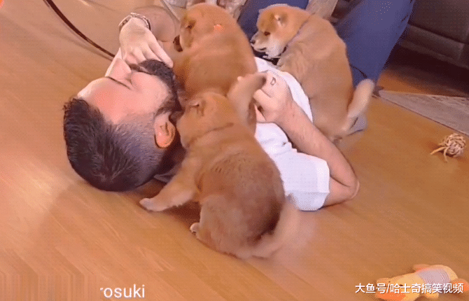 小哥倒地“装死”，结果被3只小柴犬围攻，耳朵都被啃红了