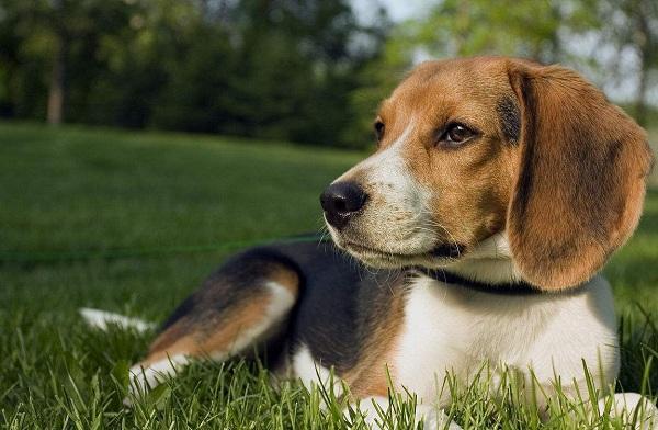比格猎犬多少钱一只, 比格犬为什么很少人养!