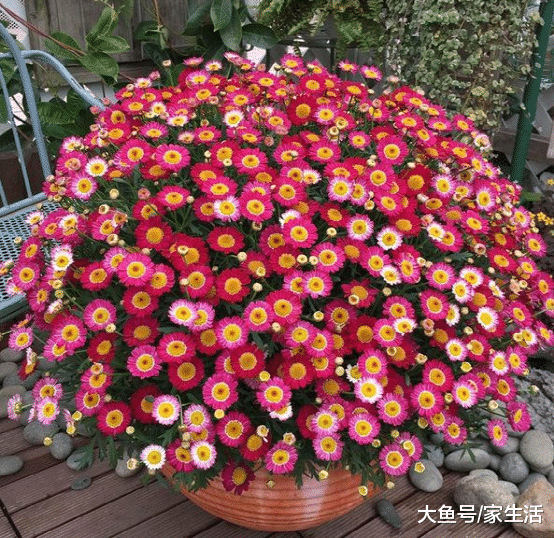 家里不要養綠蘿吊蘭了，聰明人都養此花，一年四季開花不斷