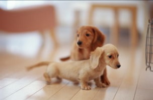 狗狗顽皮淘气又拆家，让人头疼，其实让狗狗变好的训练方法很多的