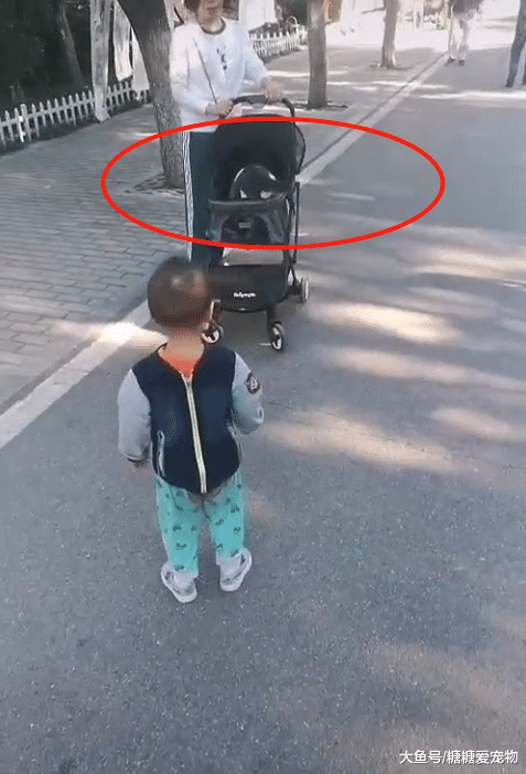 小男孩想和猫咪玩，猫咪却跳上婴儿车走了，猫：谁还不是个宝宝？