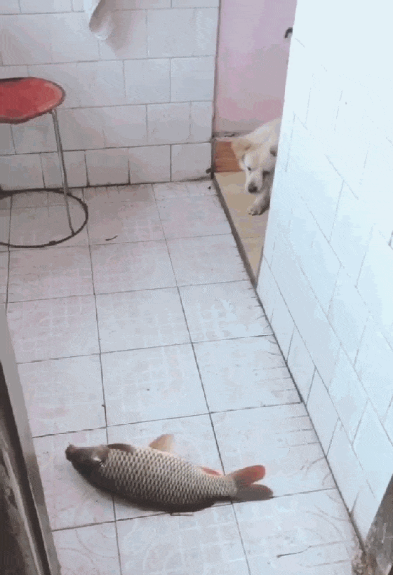 哈士奇和田园犬到厨房偷鱼, 鱼在地上来回蹦, 狗子的表现亮了……