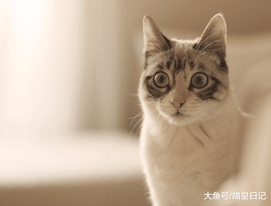 铲屎官多做这四件事，喵星人会一天比一天更快乐！你有做过吗？