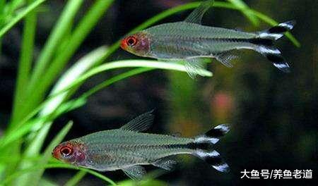 一米五的魚缸，養什么觀賞魚容易打理欣賞效果還好呢？