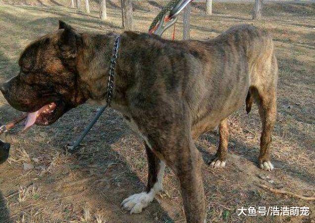 最凶猛的5种狗，见了它们一定要躲远点，最好是绕路走