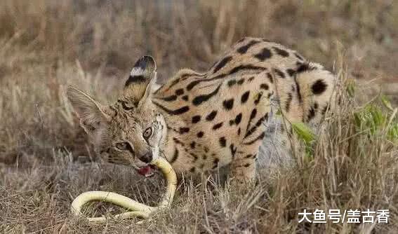 最高贵的猫科动物，以毒蛇为食，深受富豪喜爱，价格高达6万美元