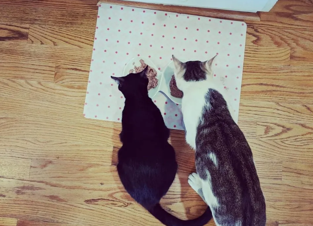 收养了一对猫咪夫妇，现在天天在家秀恩爱，这谁顶得住啊