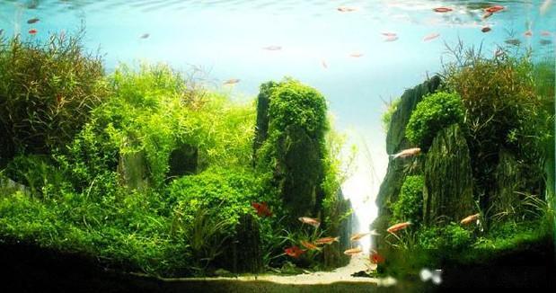 在您购买的观赏鱼入缸之前，5条建议供您参考，把钱花对才是本事