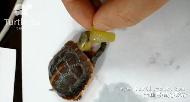 龟苗刚到家，这几点不要去做，否则容易出事「龟谷鳖老」