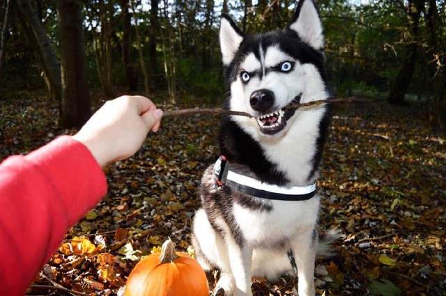 哈士奇抓了一只蜥蜴回家，女主人看到不淡定了！