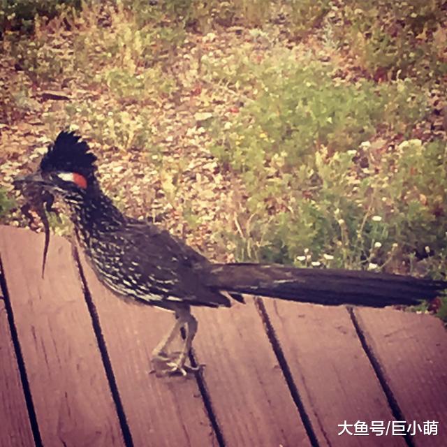 鸟儿天天叼蜥蜴，到女子门前跳舞表白，专家表示它爱的不是你