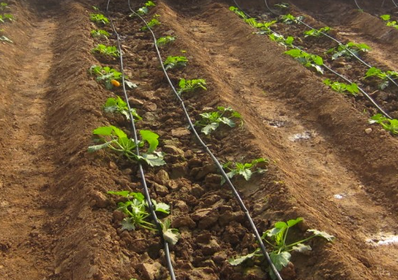 滴灌灌溉工程的设计与布局技巧