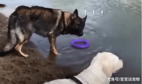 狗狗在河边遇到心仪的狗子，场面一度很尴尬，失态的样子太可爱了