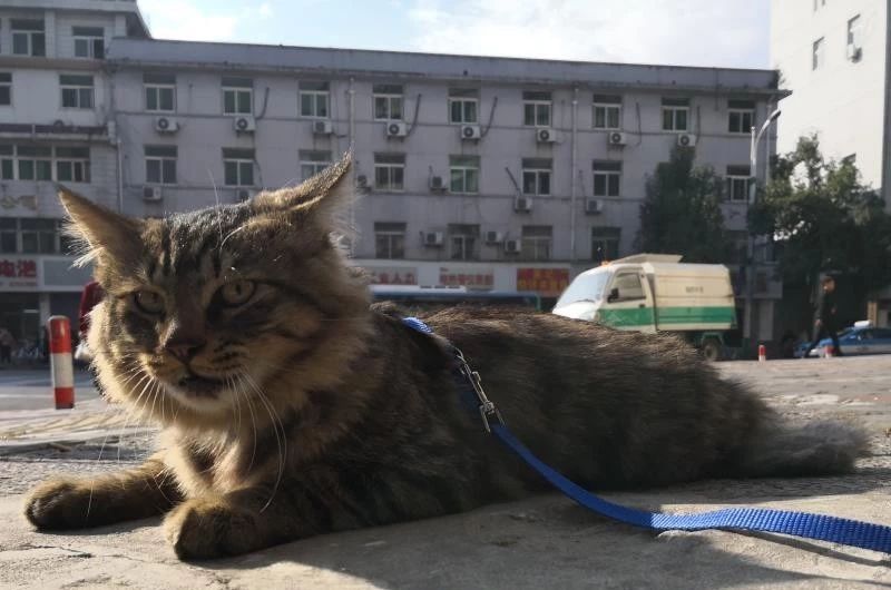 别人的狸花猫不是爱睡觉就是胖胖的，而我的狸花猫则是一只模特猫