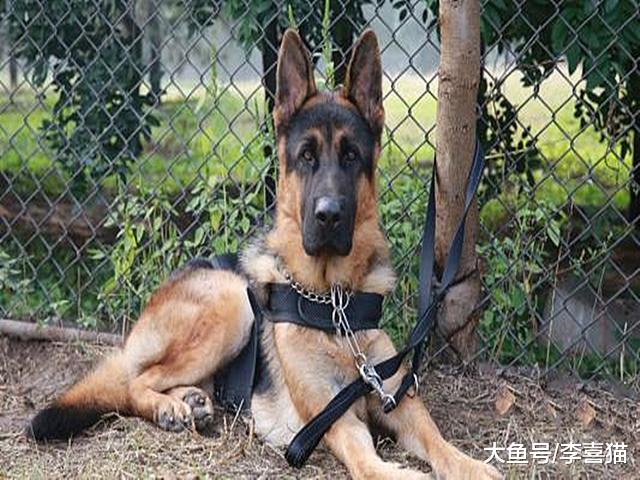 狗狗欲成警犬不简单，不少狗狗竞选失败，除性格外更需兼顾种群性