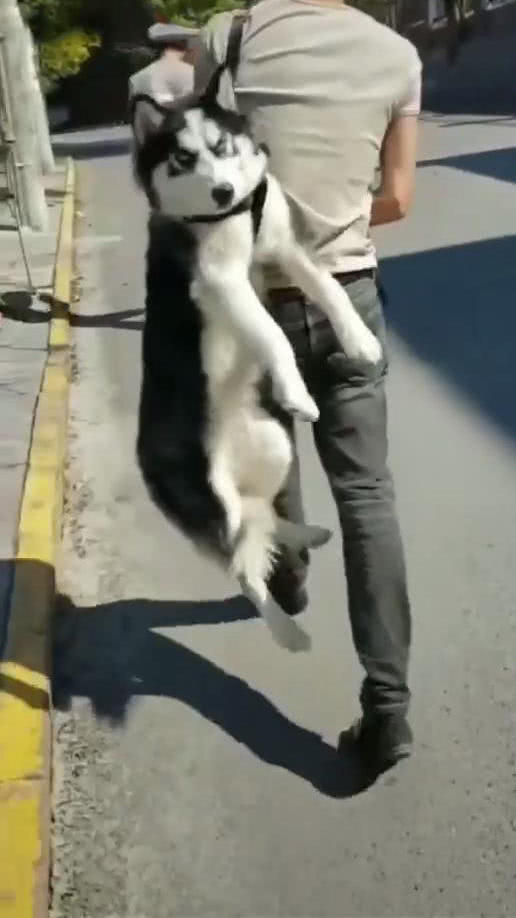 男子吊着哈士奇走在路上，网友上前问清原因后，笑得合不拢嘴