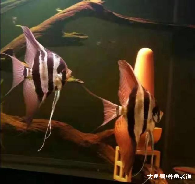 人人都是观赏鱼卖家，家家设立自己的鱼房，一条观赏鱼也可以卖