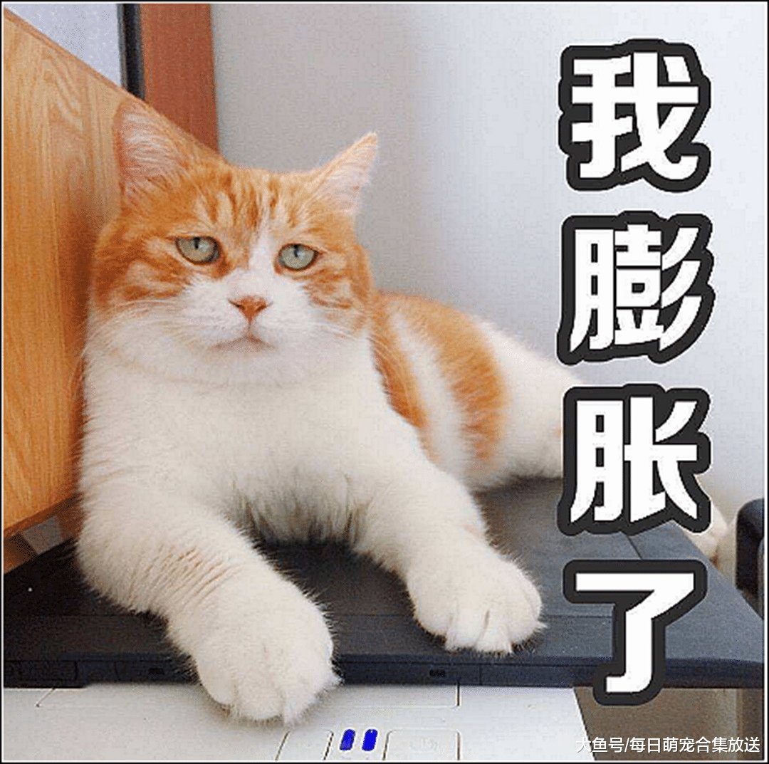 男主抱了下别人家的猫咪，被自家爱猫看见后瞬间不淡定了