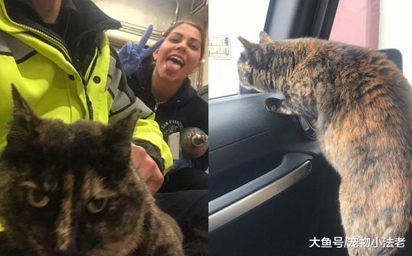消防貓遭人投訴，被迫離開，送走時拼命抓車窗：不要丟棄我好不好