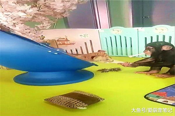 小狮子不想跟猩猩玩耍，却遭到它无情地拖拽，不发威真当我是猫啊