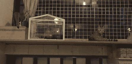 爆笑GIF 美女去玉米地干啥去？玉米苞都还没长呢！